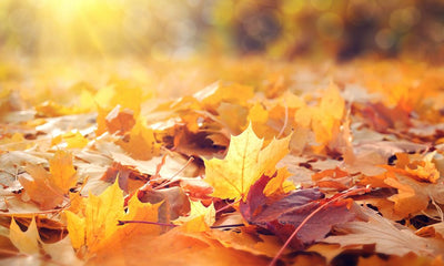 The Rise of Autumnal Homeware Décor: Why Cosy is the New Chic