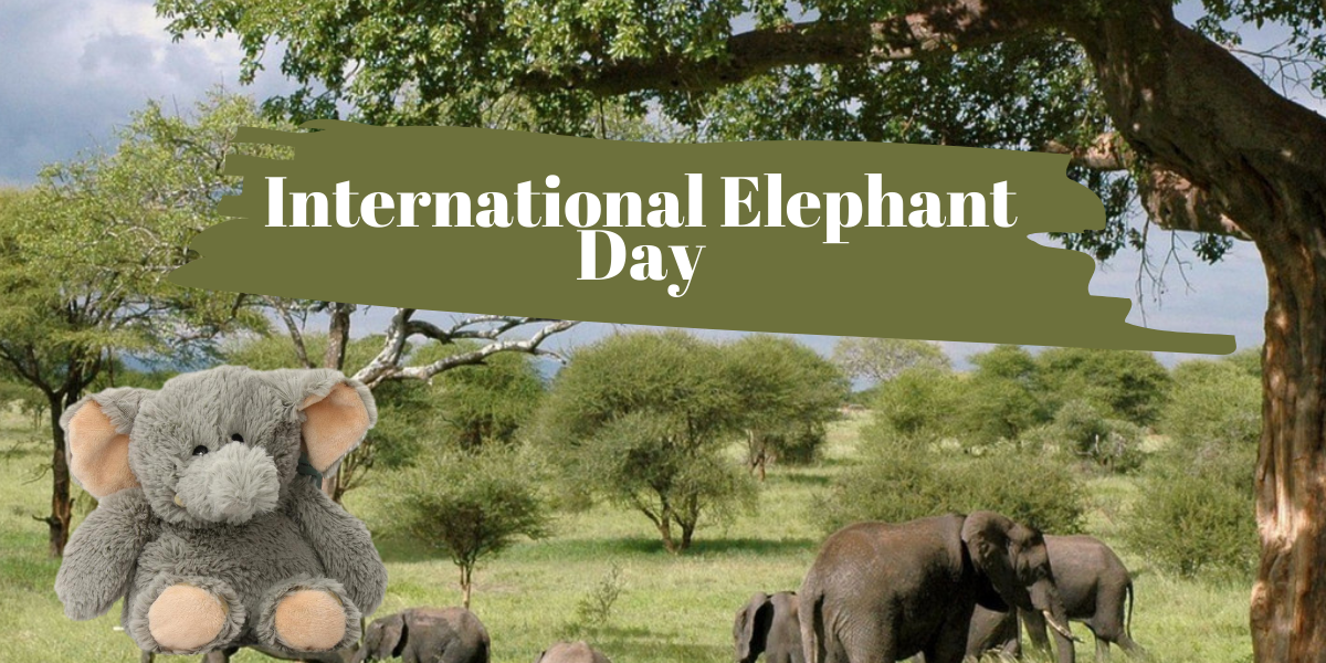 12th August 2021 World Elephant Day | Mollie & Fred