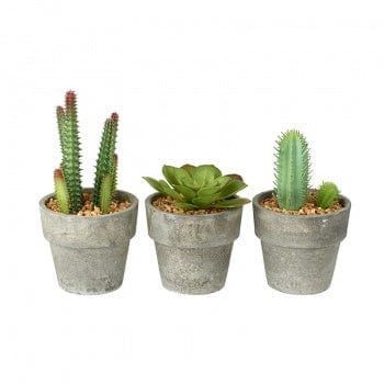 Heaven Sends Set of Succulents in Plant Pots
